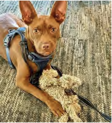 Meet September’s Adorable Adoptables at Hallie Hill