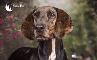 Meet October’s Adorable Adoptables at Hallie Hill