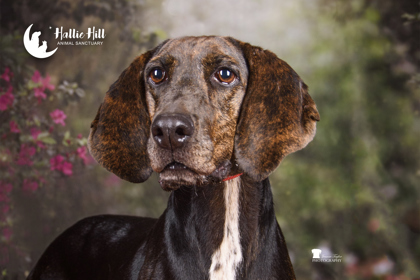 Meet October’s Adorable Adoptables at Hallie Hill