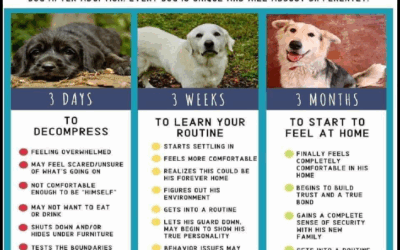 Understanding the 3-3-3 Rule: Helping Your Newly Adopted Dog Adjust at Their Own Pace