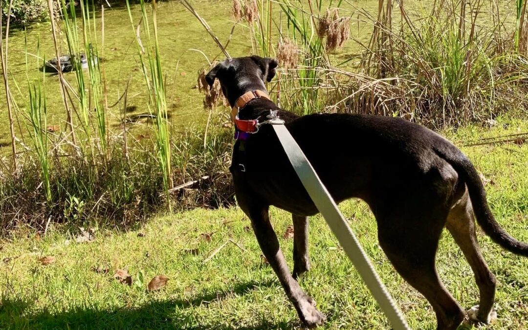 Dog Daycations at Hallie Hill