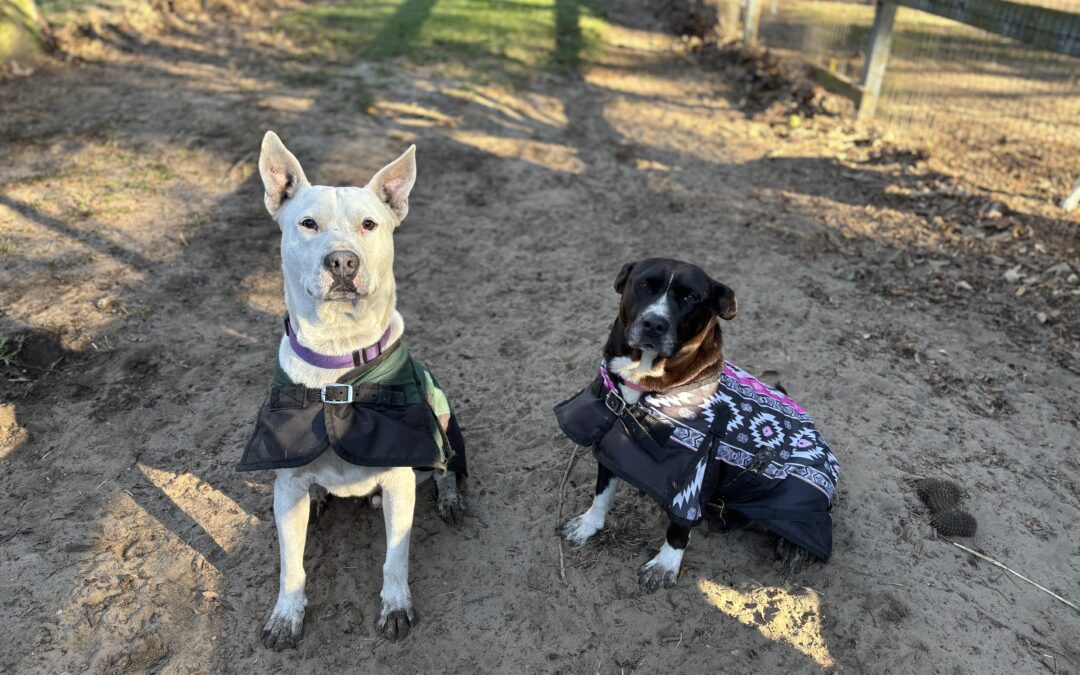 Keeping Our Animals Warm and Cozy This Winter at Hallie Hill