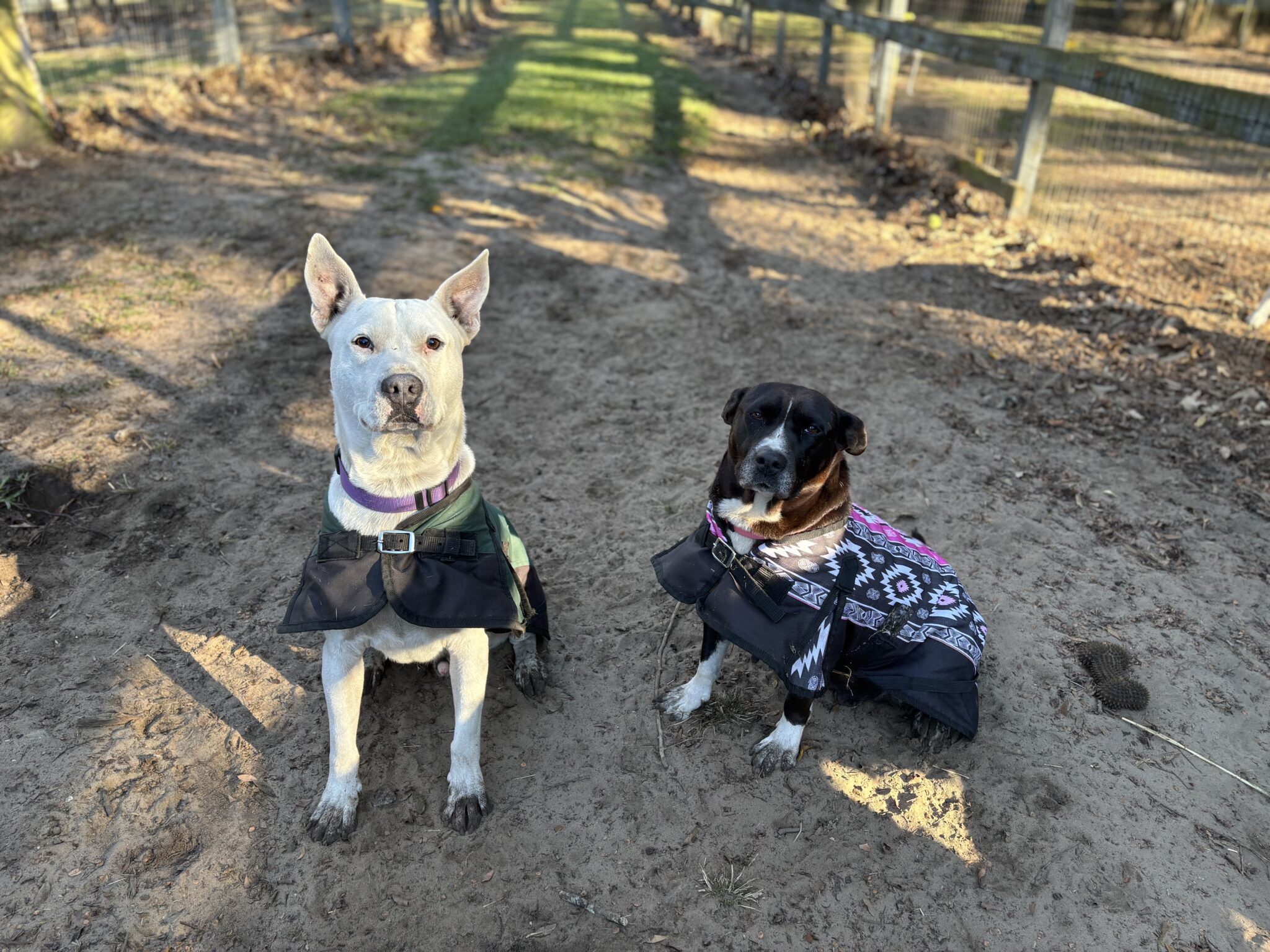 Katie Sikorski Hallie Hill Animal Sanctuary Bridge the Gap Bridge Run 2022