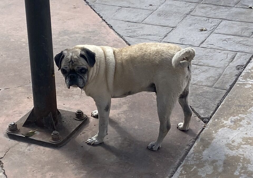 What Your Dog’s Tail Really Tells You