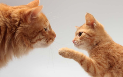 Welcoming a Kitten Into a Home With Adult Cats