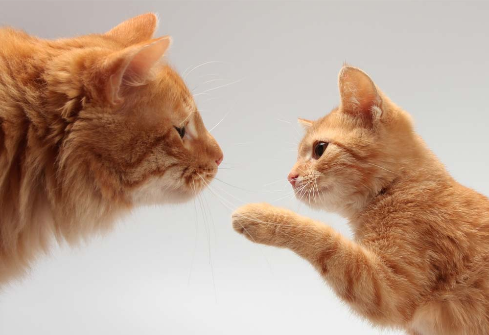 Adult cat and kitten greeting each other