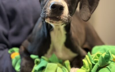 February’s Adorable Adoptables