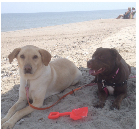 Katie Sikorski Hallie Hill Animal Sanctuary Bridge the Gap Bridge Run 2022