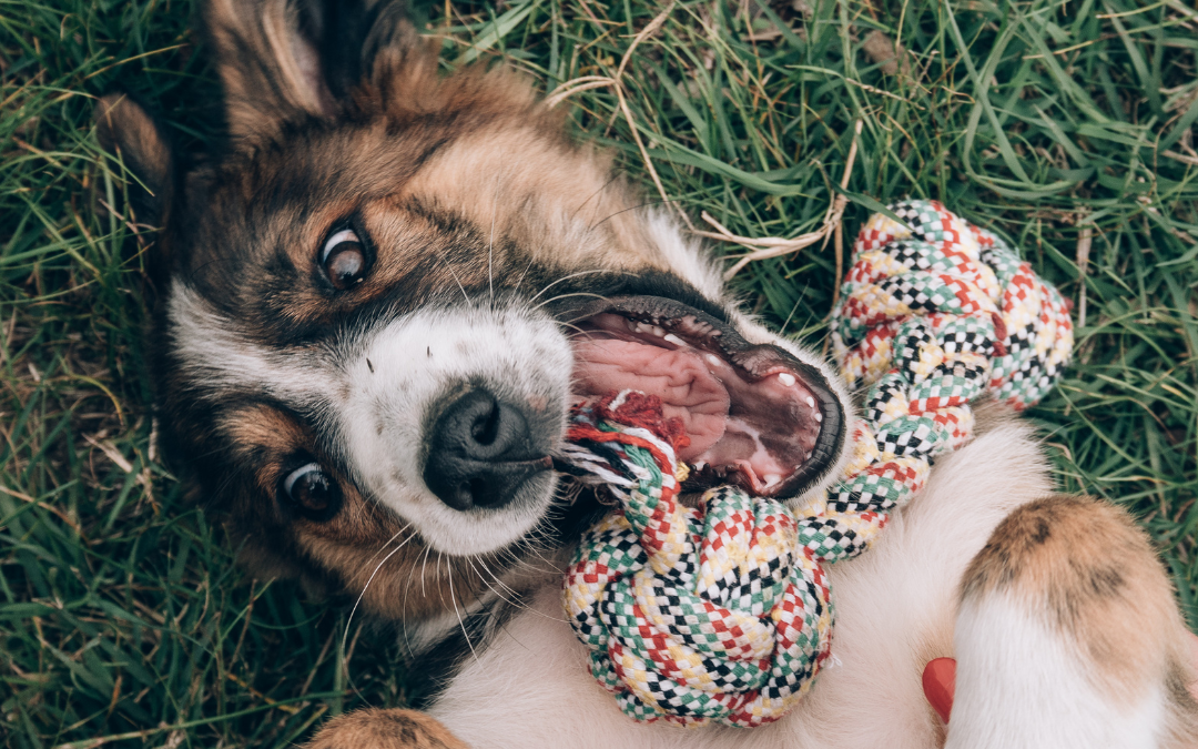 Surviving the Teenage Years: Puppy-Proofing and Training Tips for Adolescent Dogs