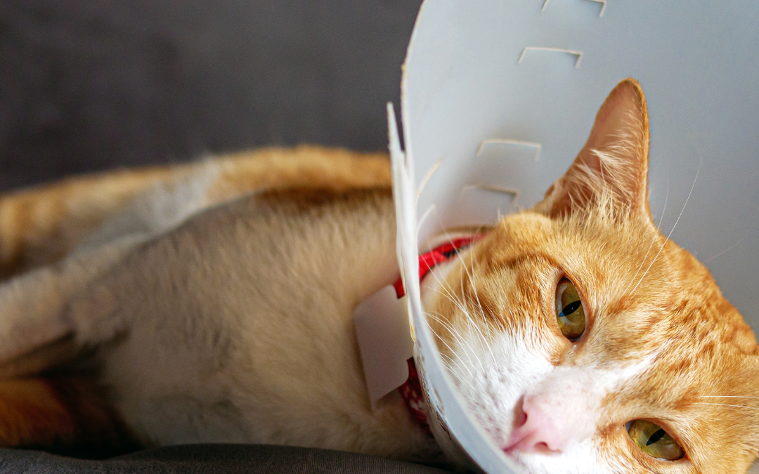 Understanding Pain in Cats: What Every Cat Guardian Should Know