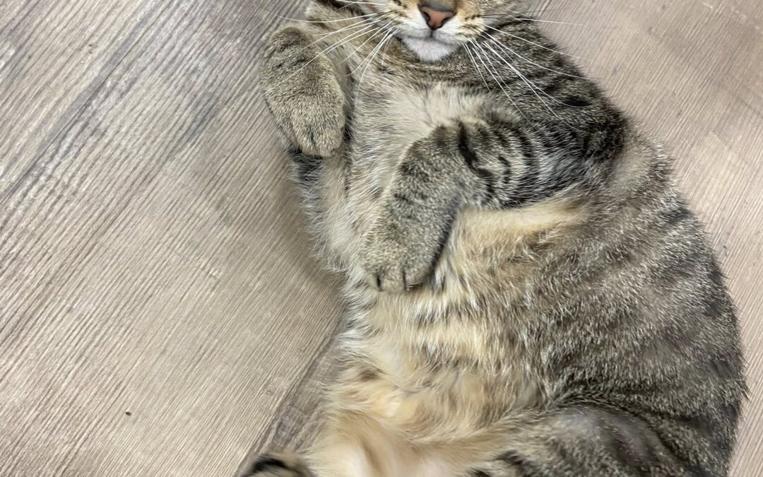 March’s Adorable Adoptables