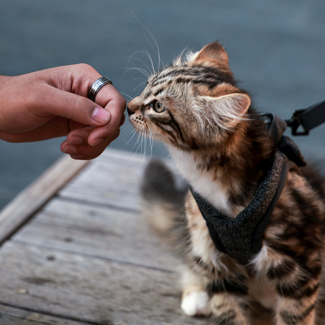 Cat in a harness greeting a stranger.
