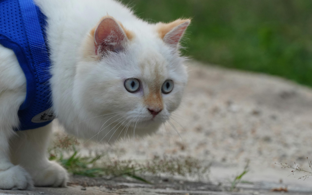 Can Cats Enjoy Walks Outdoors? A Gentle Guide to Exploring the World Together