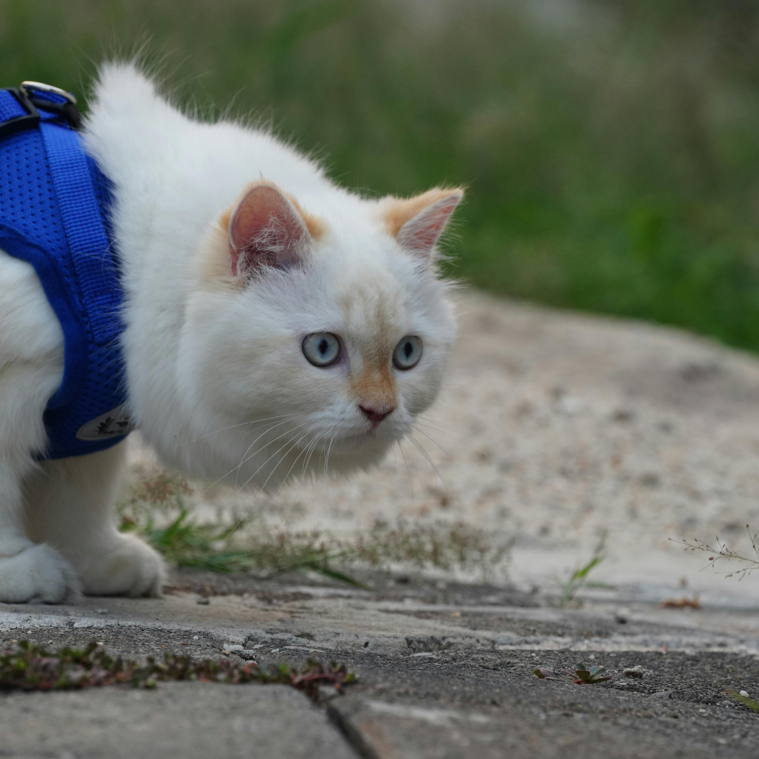 Cat in a harness
