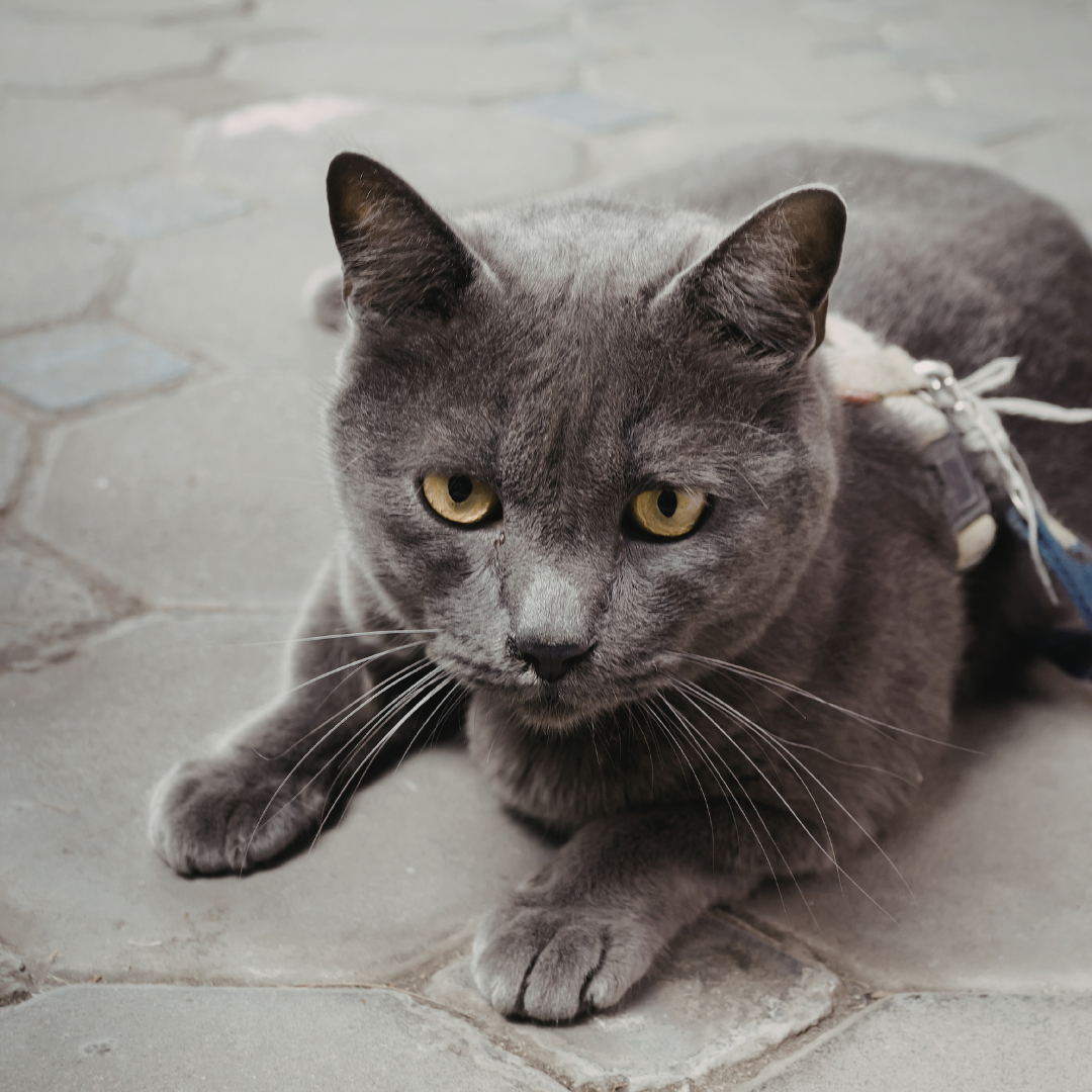 Cat in a harness laying down. Appears to be curious about something.