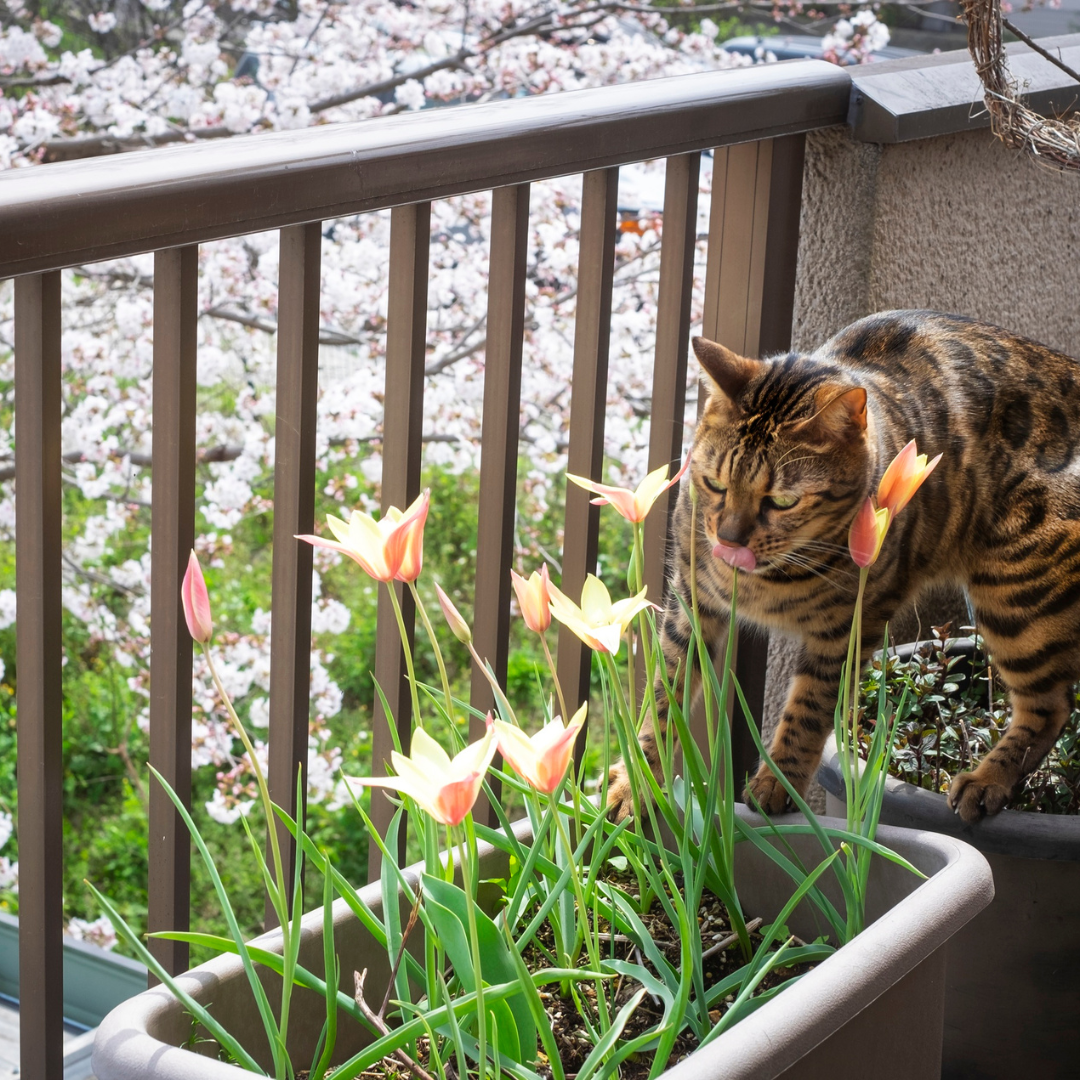 Cat going through some flowers