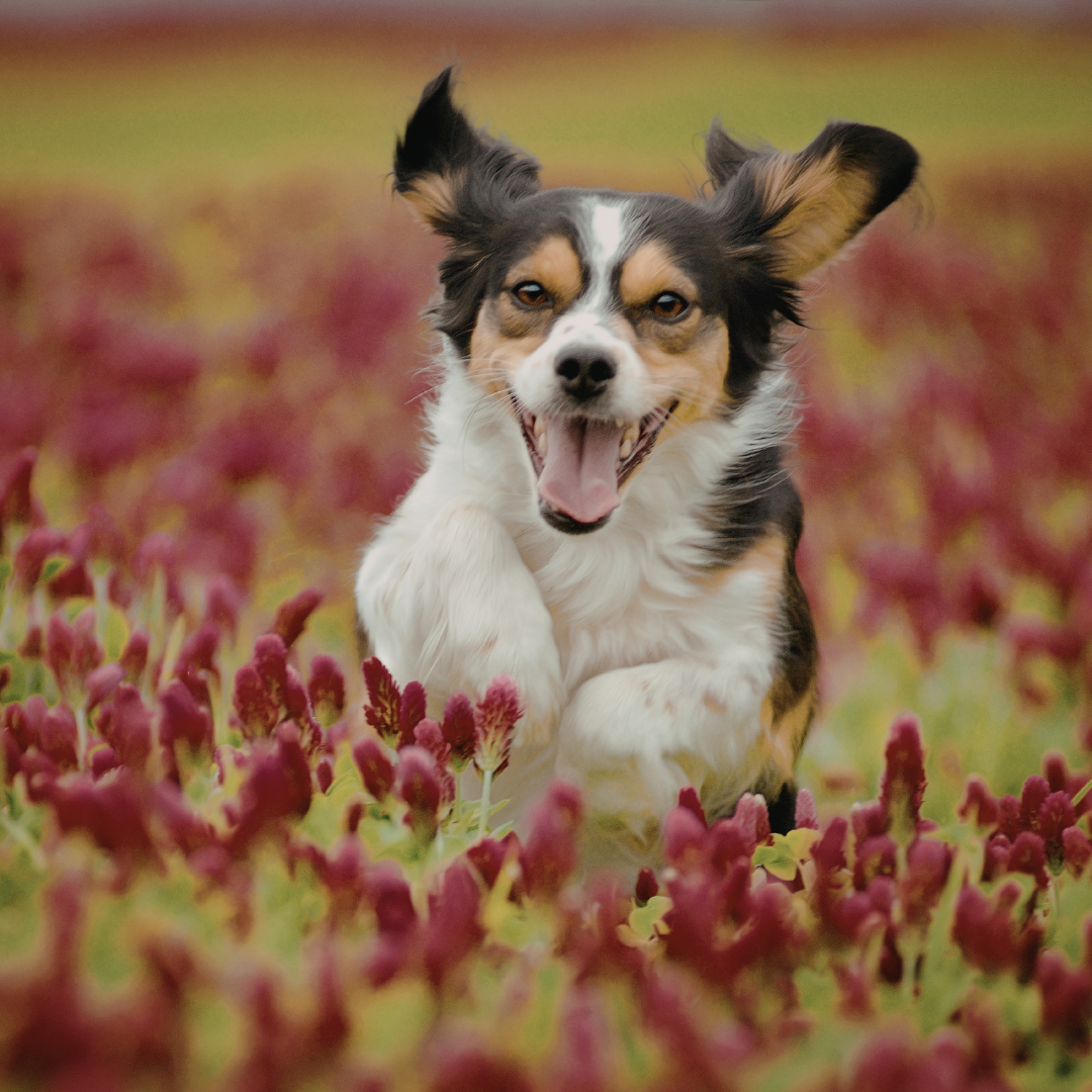 dog sprinting through flowerfield