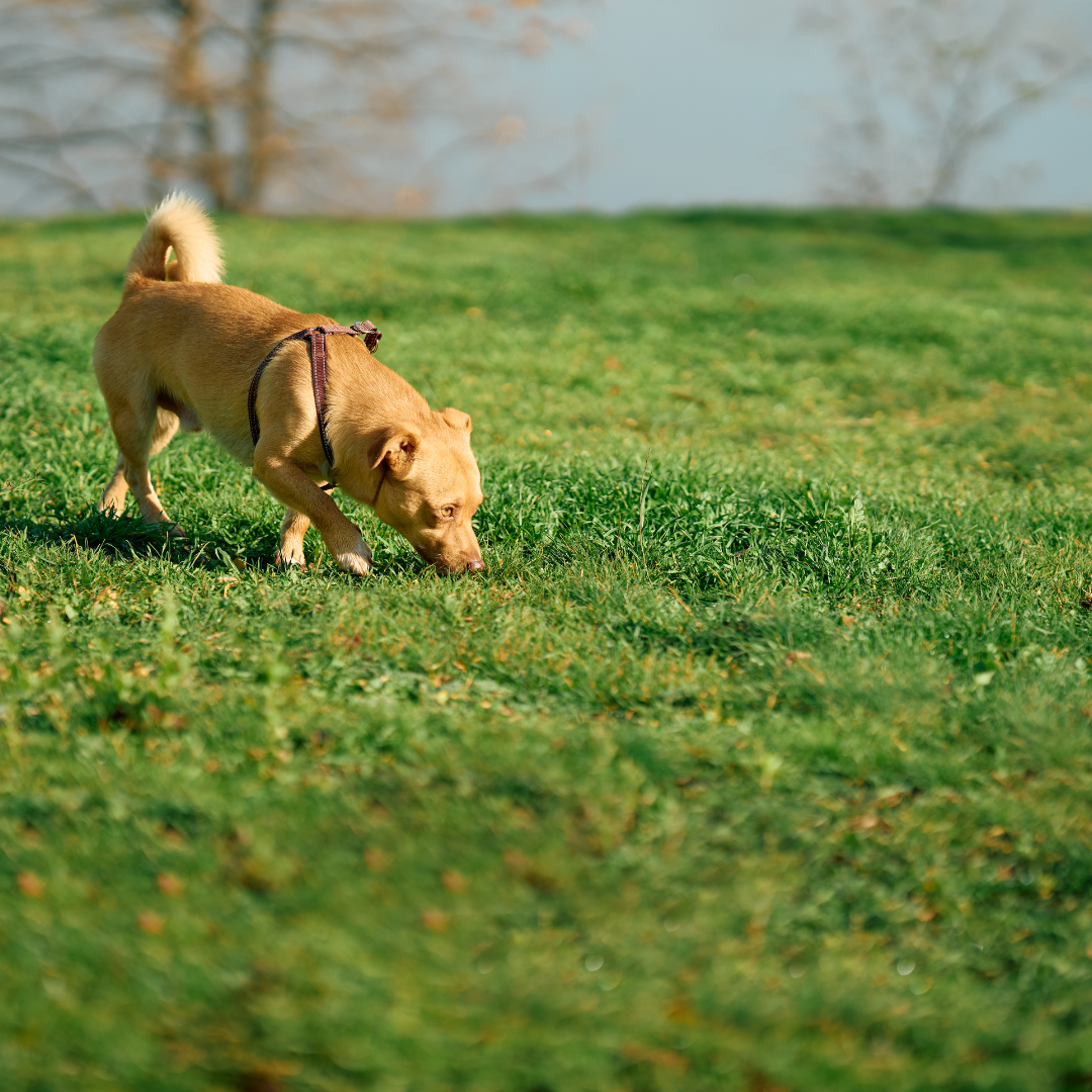 Dog smelling the grass