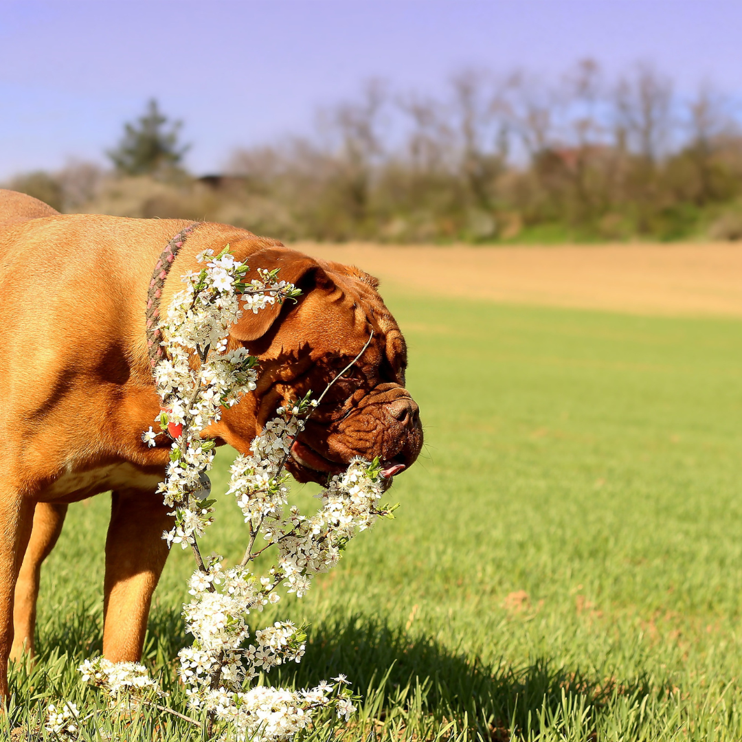 Dog smelling flowers