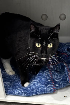 April Adorable Adoptables