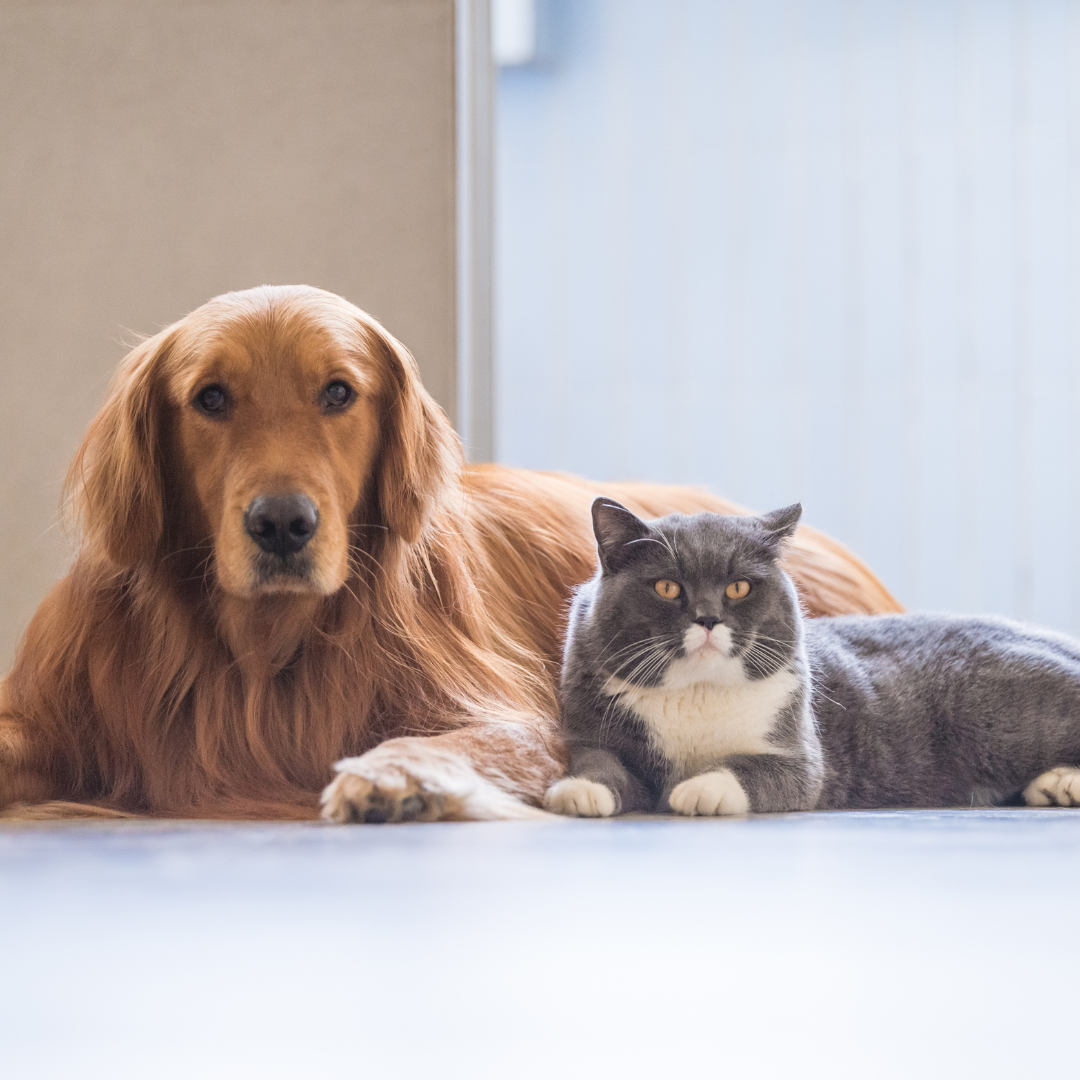Dog and Cat laying on the floor together.