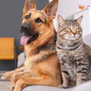 German Shepherd and a cat relaxing together.