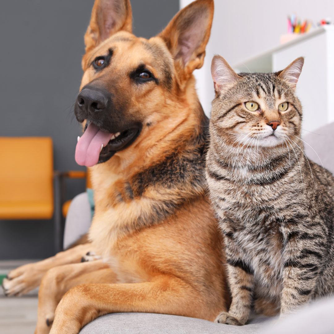 German Shepherd and a cat relaxing together.