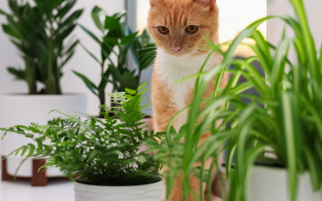 Common Plants That Can Be Harmful to Dogs and Cats