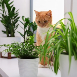 Cat looking at Plants