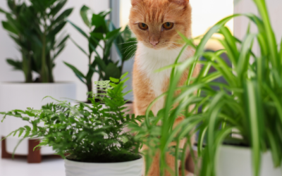 Common Plants That Can Be Harmful to Dogs and Cats
