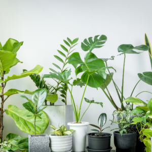 House plants