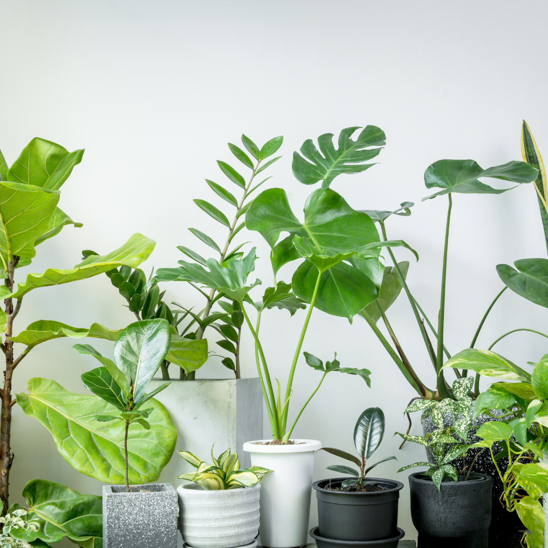 House plants