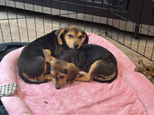 Scrambles & Bacon Cuddling