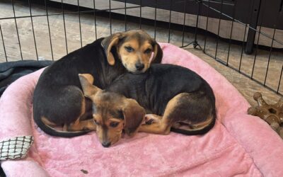 June Adorable Adoptables: Meet Your New Best Friend