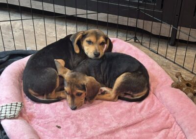 Scrambles & Bacon Cuddling