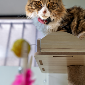 Cat resting on Perch