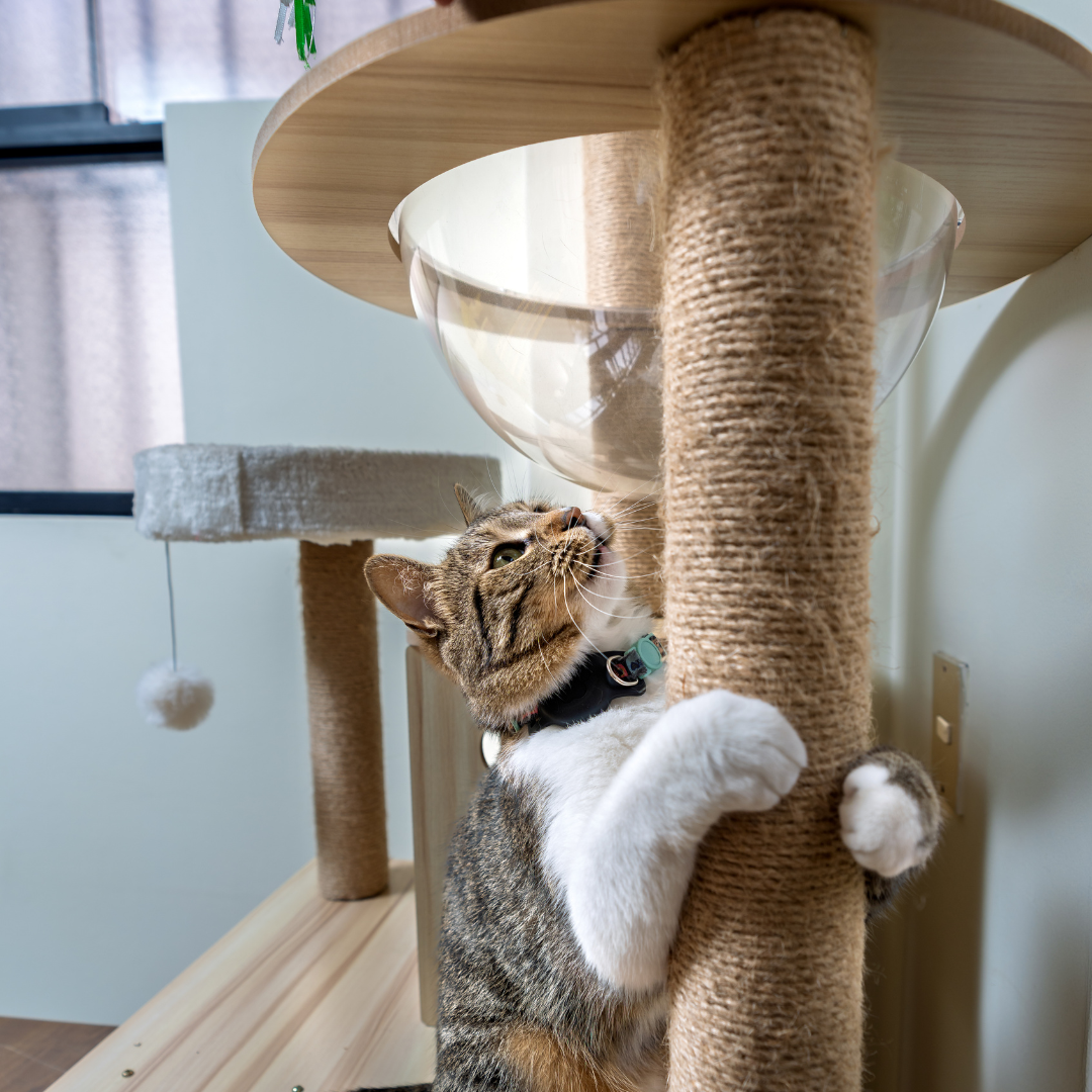 Cat playing with cat pole