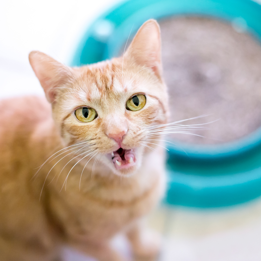 Cat meowing