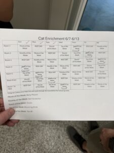 Hallie Hill Cat Enrichment Calendar
