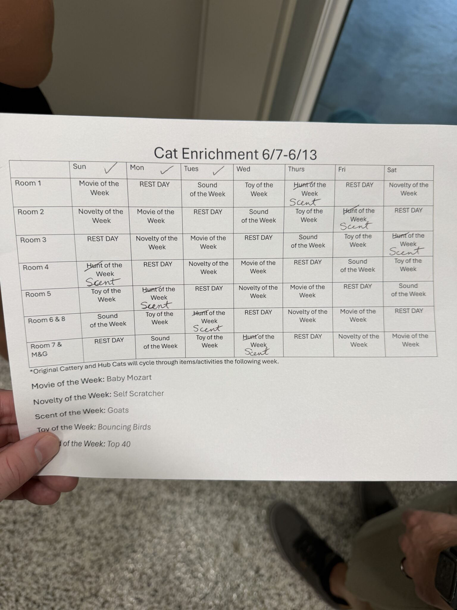 Hallie Hill Cat Enrichment Calendar