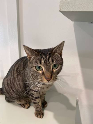 Violet the cat