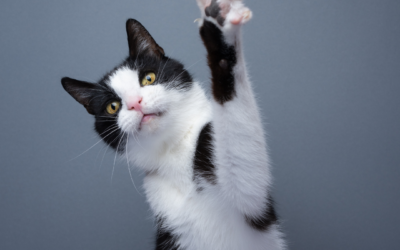 Caring for Your Cat’s Claws: When Trimming May Be Helpful
