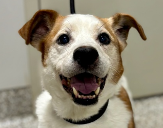 July’s Adorable Adoptables: Four Wonderful Friends Ready to Meet You