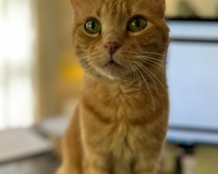 August’s Adorable Adoptables