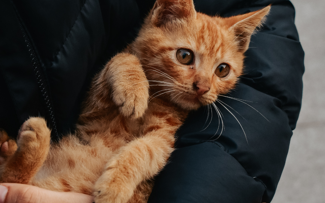 Bringing Home a New Kitten? What Every New Cat Parent Should Know