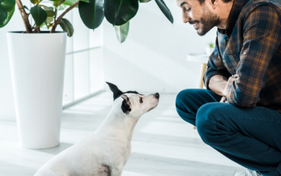 Learning to Listen: Understanding Your Dog’s Body Language