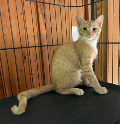 September’s Adorable Adoptables: Meet Fanta, Cayenne and Macey