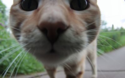 Why Does My Cat Do That? Understanding Some of Their Stranger Habits