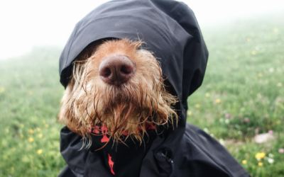Helping Your Dog Feel Safer During Thunderstorms
