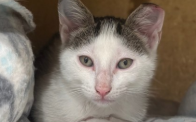 October Adorable Adoptables: Meet Brenna, Tegan, John & Wayne!